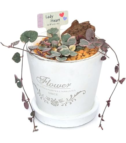 Amazon｜ハートカズラ（セロペギア・ウッディ）：レディハート 3